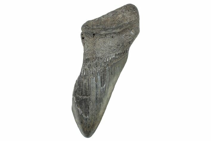 Partial Megalodon Tooth - South Carolina #272561